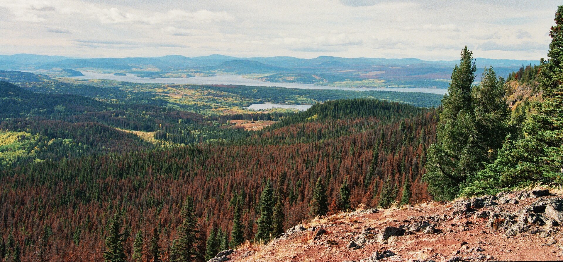 A wide valley view of conifer forest in which most of the trees are rust red and dead, with a lake beyond