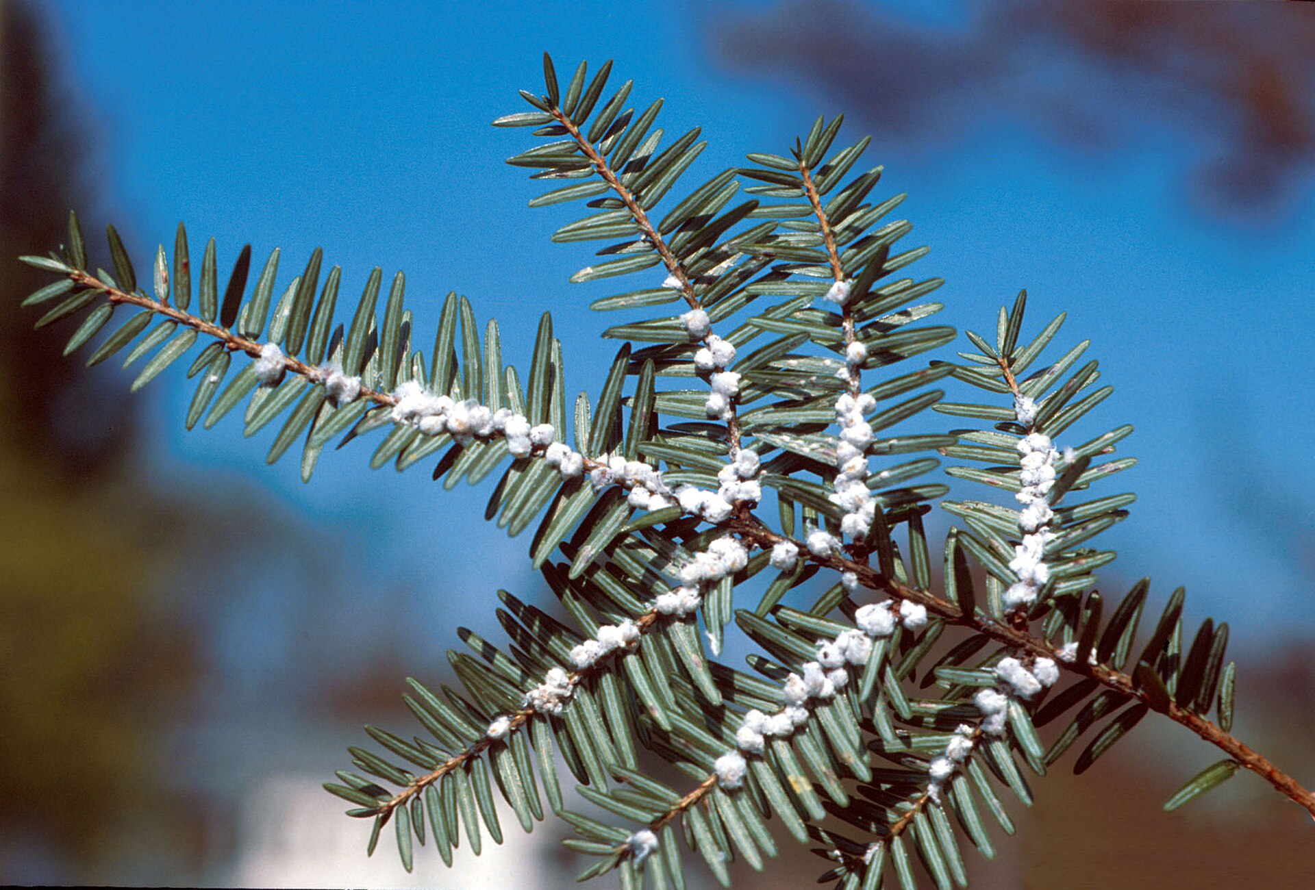 Rows of small white woolly balls along the underside of hemlock twigs against a blue sky