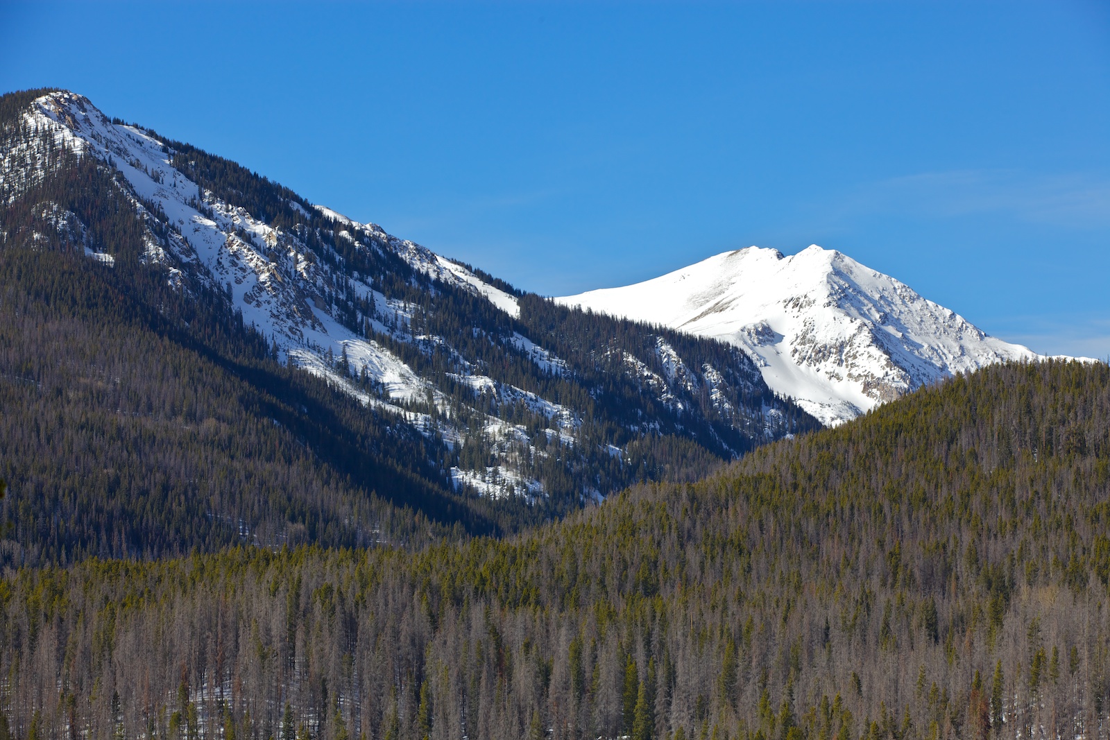 A stand of pine trees in a mountain landscape with a high proportion of red and grey dead crowns