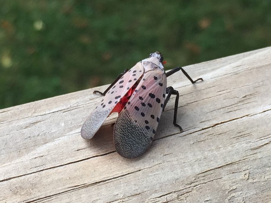 An adult spotted lanternfly resting on a wooden rail, showing spotted grey forewings