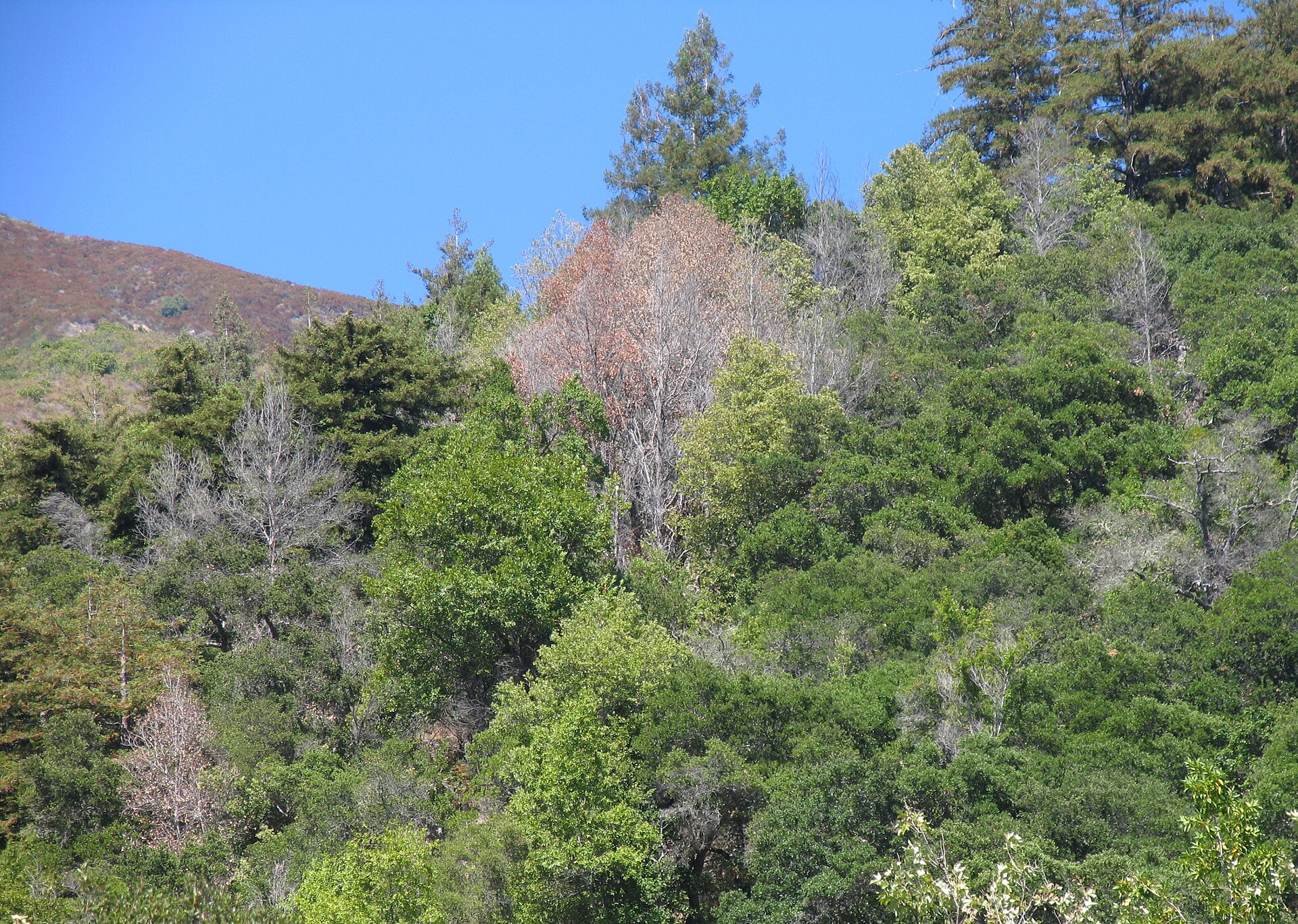 Dead grey tanoak trees standing among green vegetation on a California hillside