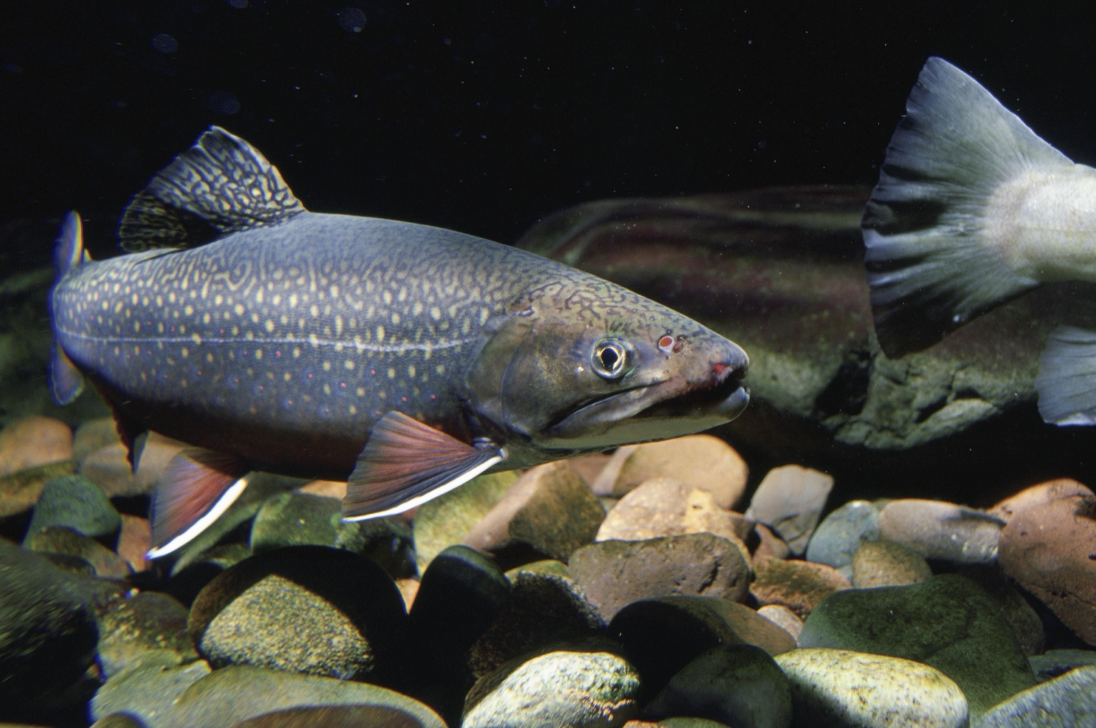 Brook trout swimming over a cobble stream bed showing pale vermiculations along its back