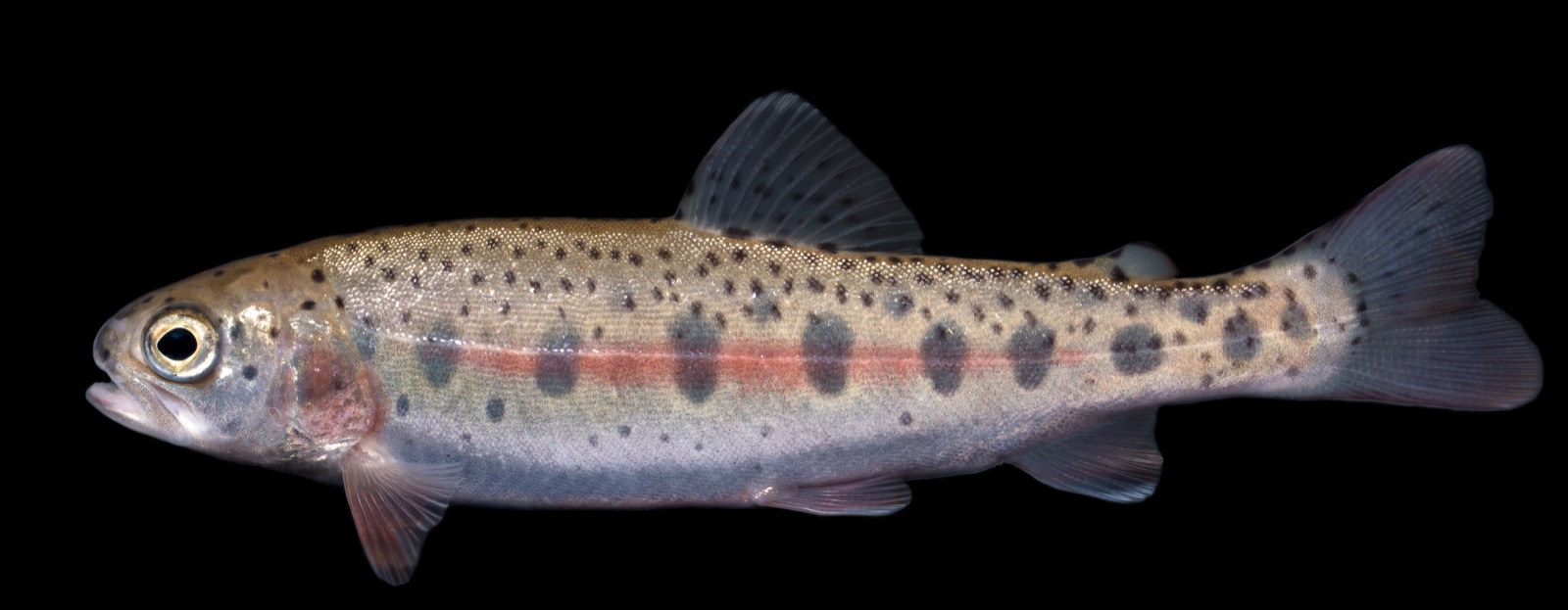 Side view of a juvenile rainbow trout showing the rose stripe along its flank against a black background