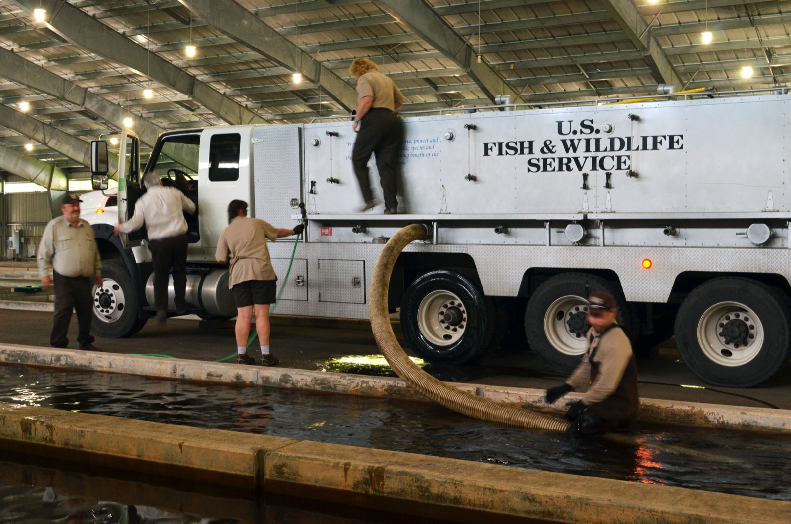 US Fish and Wildlife Service tanker truck being filled from a covered hatchery raceway through a wide hose