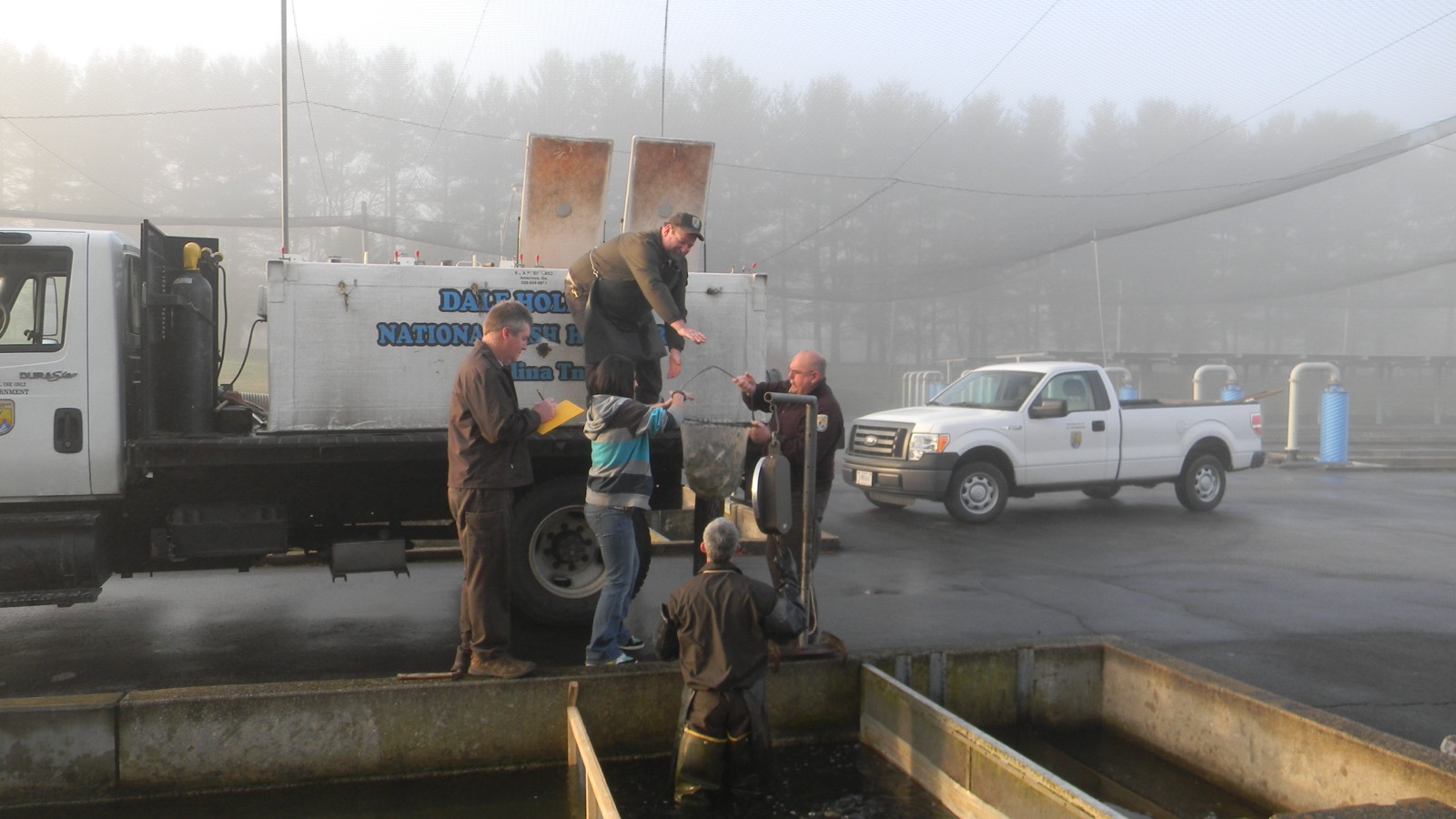 Crew loading trout from a raceway onto a Dale Hollow National Fish Hatchery truck in early morning fog