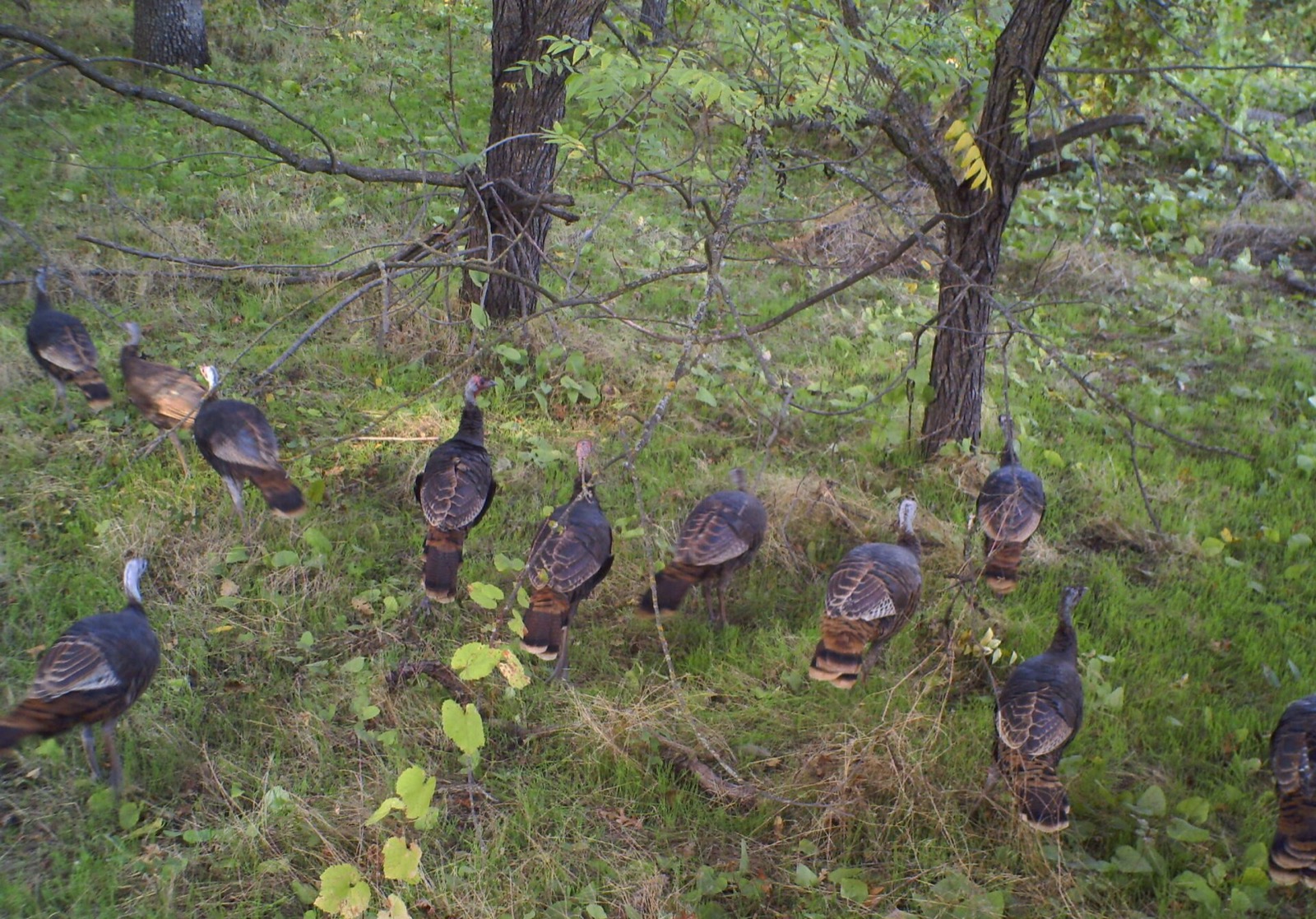 Trail camera photo of a wild turkey flock feeding through green woods