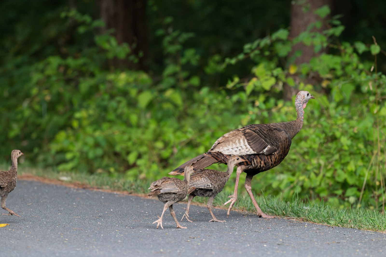 Wild turkey hen crossing a path with three well grown poults