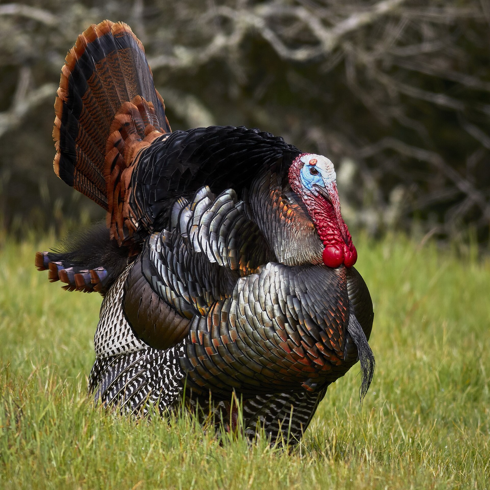 Close view of a strutting male wild turkey with fanned tail in California grassland
