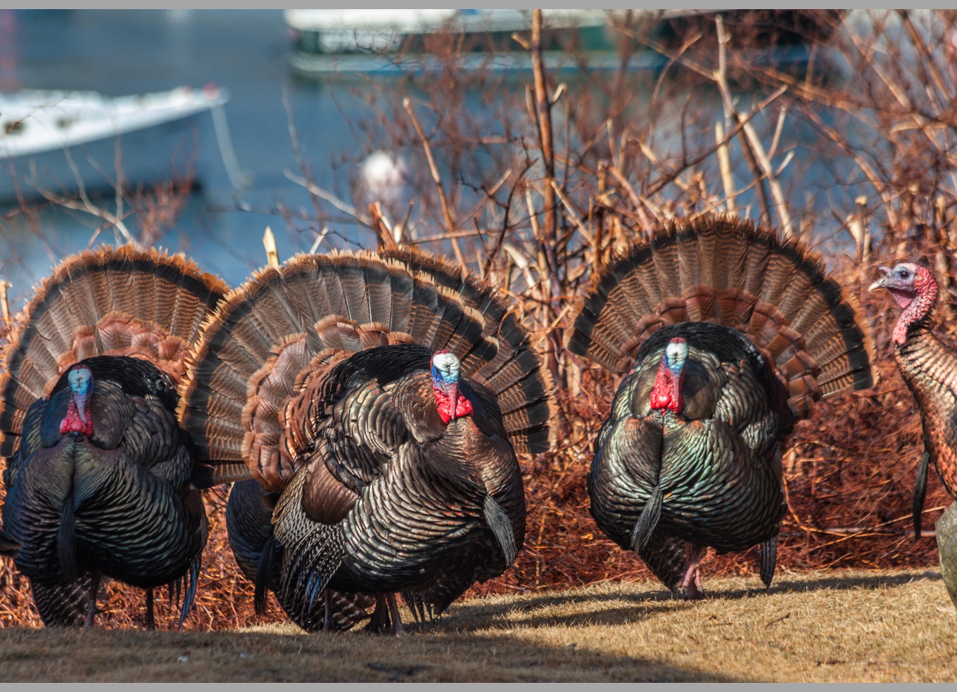 Three wild turkey toms displaying side by side in late winter brush