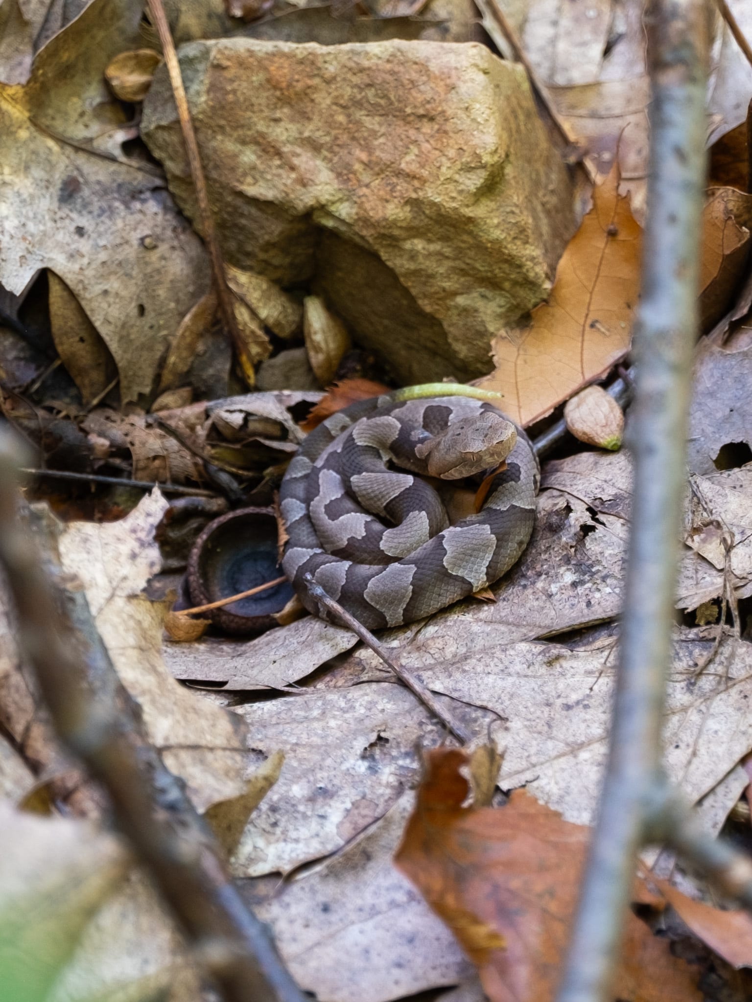 Juvenile copperhead coiled in dry leaves next to an acorn cap, with a bright yellow-green tail tip