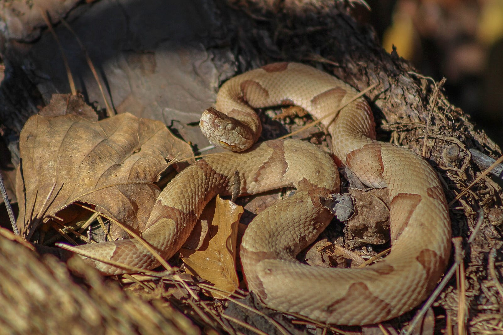 Tan and brown copperhead coiled on leaf litter beside a weathered log, with dark hourglass-shaped crossbands