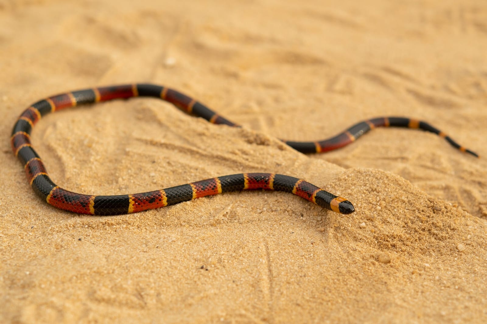 Eastern coral snake crossing loose sand, showing a black snout and rings of red, yellow and black