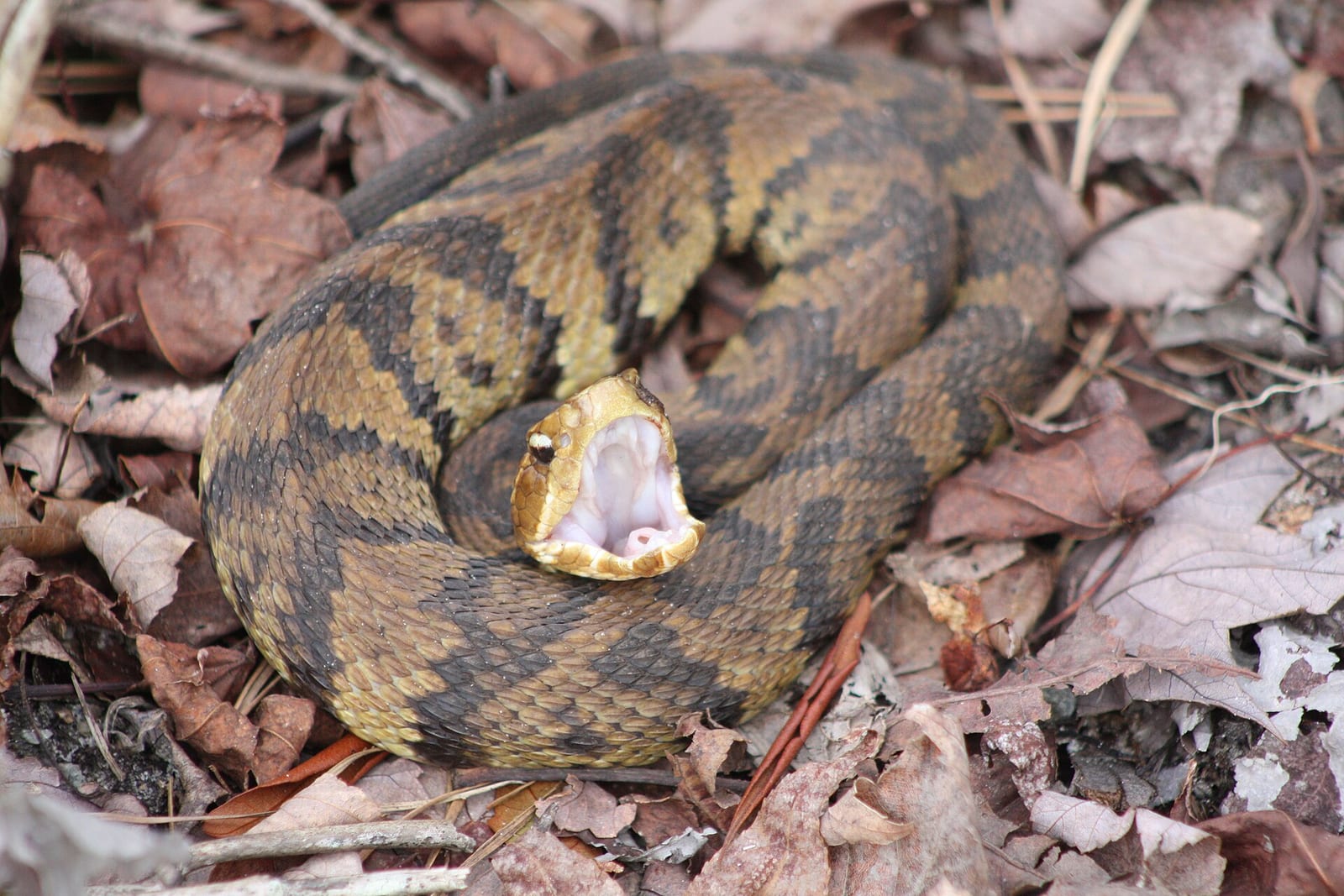 Cottonmouth coiled on brown leaf litter with its mouth gaped wide open, showing the white lining