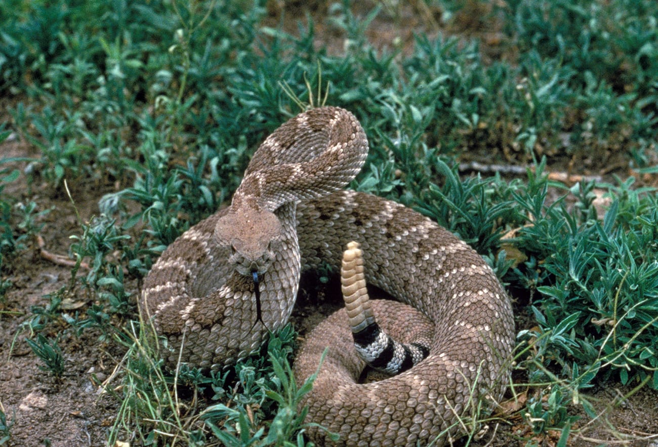 Western diamondback rattlesnake coiled in a defensive posture on low green vegetation, tongue extended, with its banded tail and rattle raised