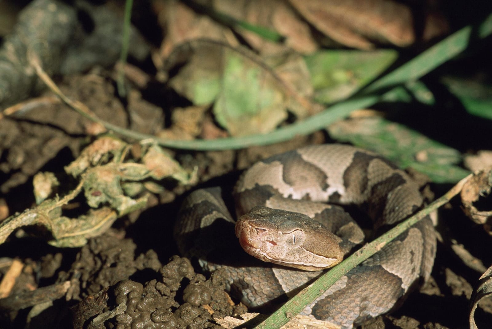 Venomous Snakes in Tennessee: 2026 Maps & ID Guide | MyWild