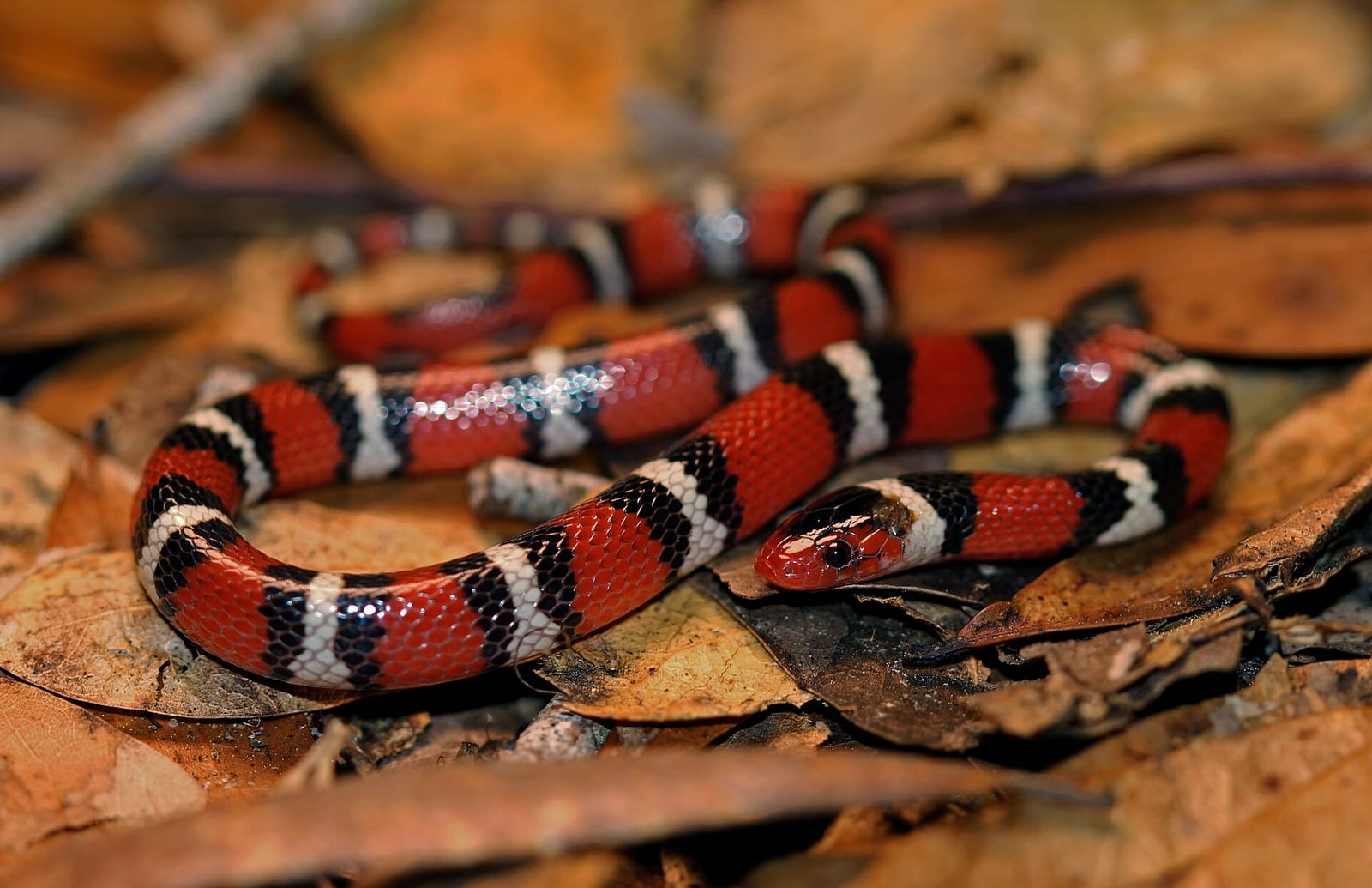 Scarlet kingsnake on dry brown leaves, showing a red snout and bands of red, black and white