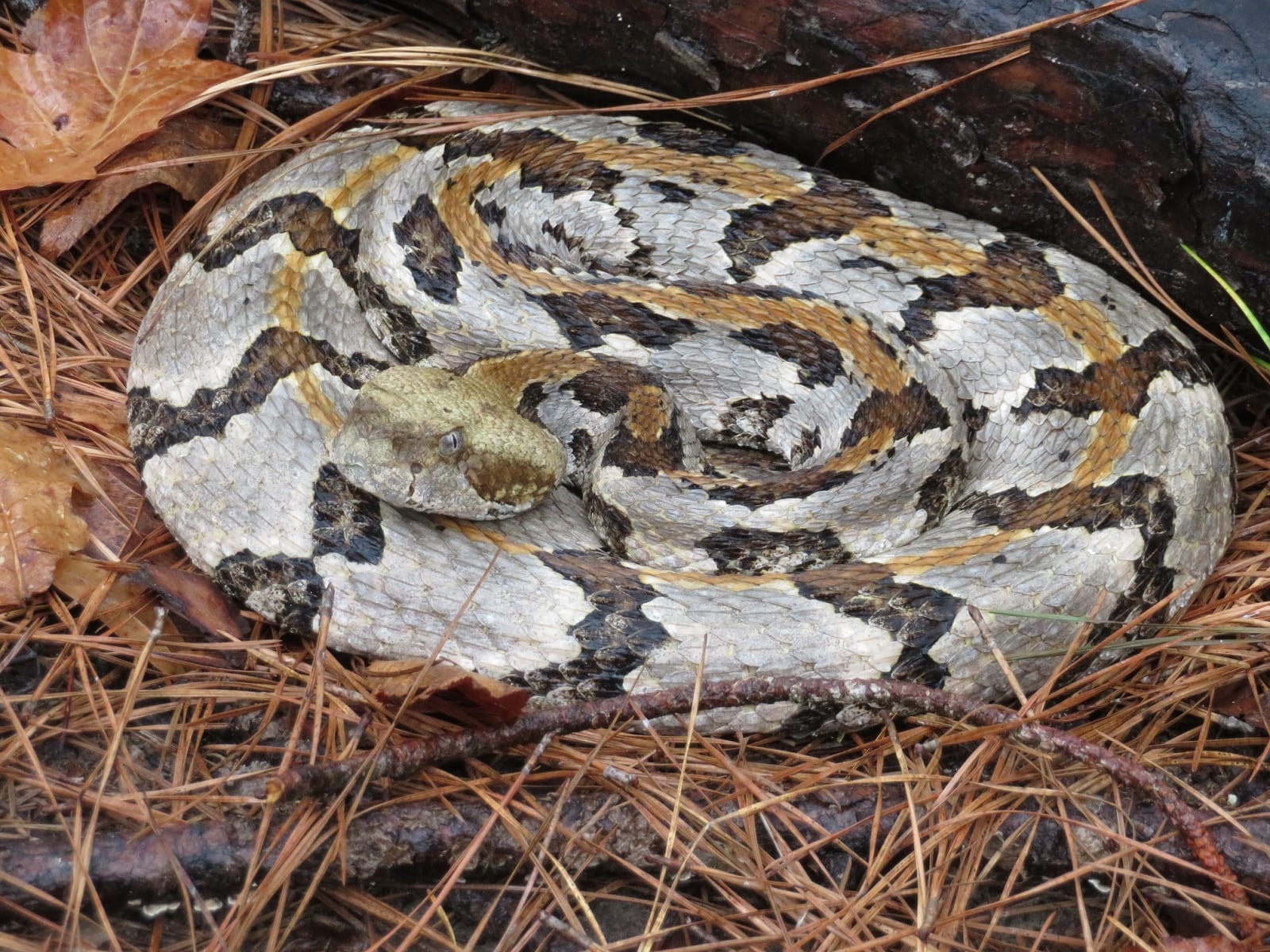 Timber rattlesnake coiled on pine needles and dry leaves, with dark chevron crossbands and a rust-coloured dorsal stripe