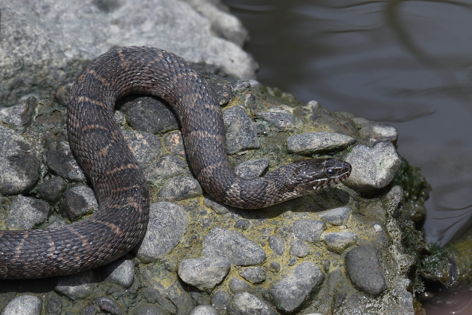 Northern watersnake stretched across rocks at the edge of open water, with a narrow head and round pupil