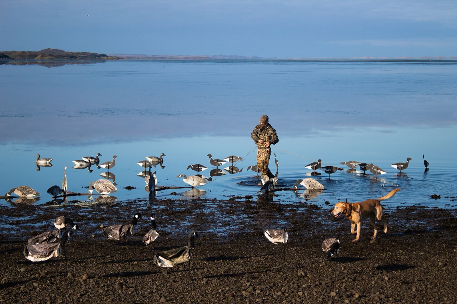 Waterfowl hunter setting goose decoys on a tidal flat with a retriever watching