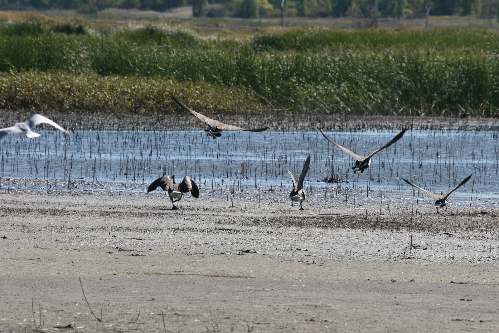 Canada geese dropping into a refuge wetland with wings set