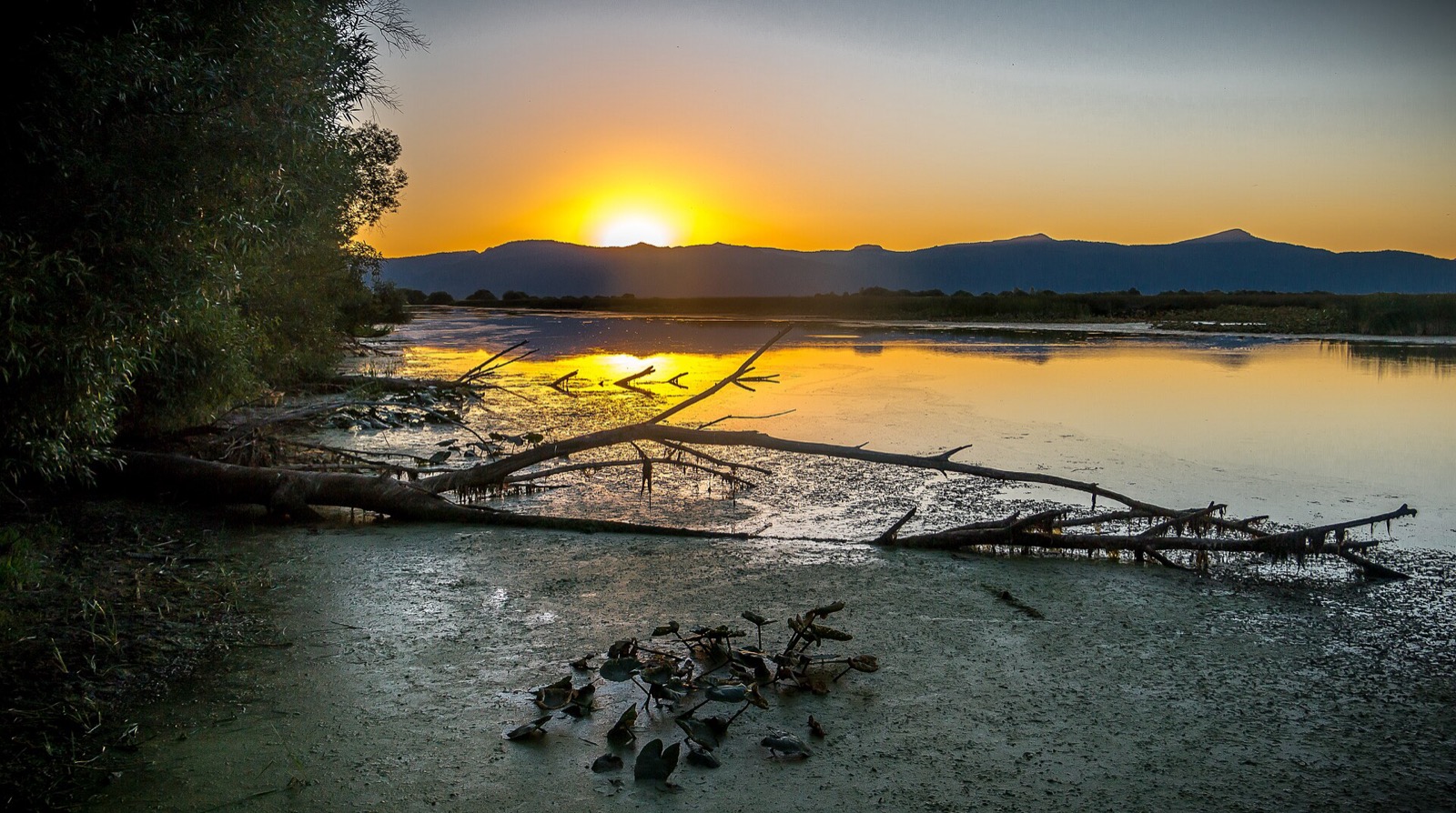 Wetland at sunset with a fallen snag and mountains on the horizon