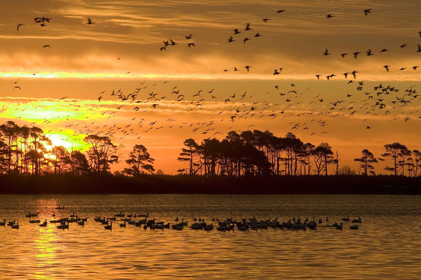 Large mixed flock of ducks and geese over water at sunset