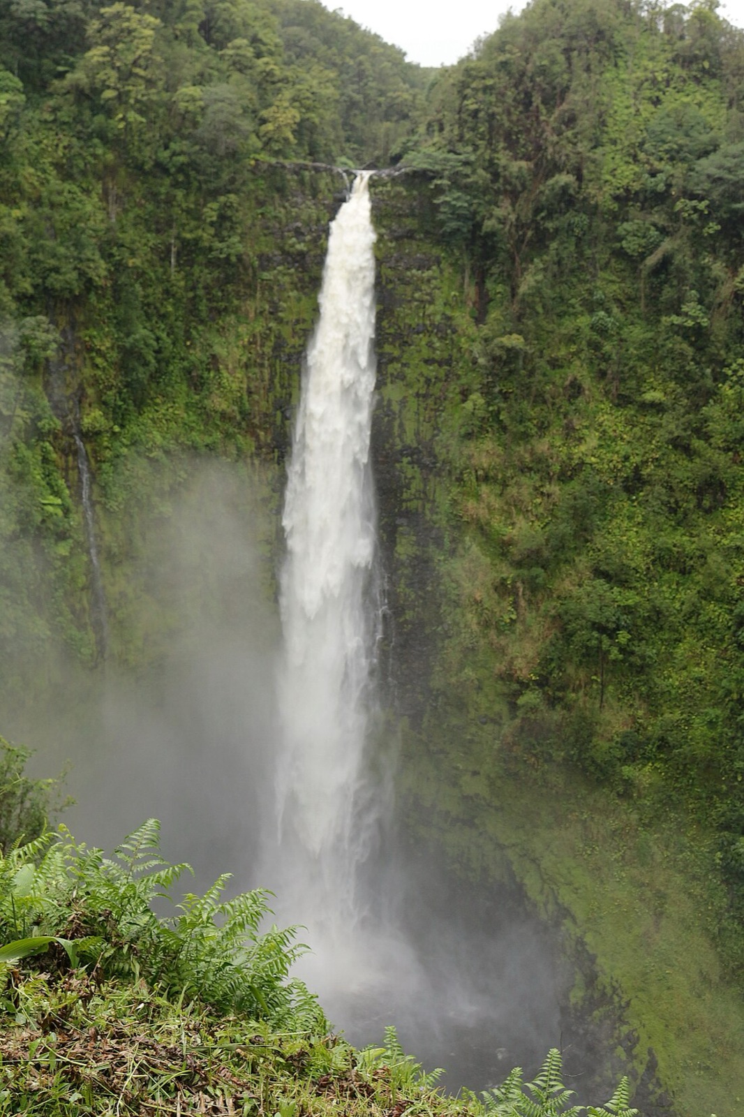 A Hawaiian waterfall pouring through deep green rainforest