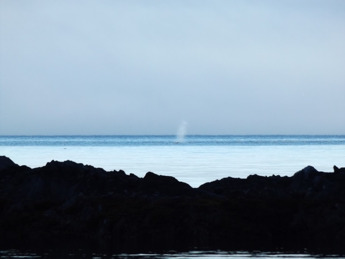 A distant white whale spout rising above a flat sea, seen over a dark rocky foreground from the shore