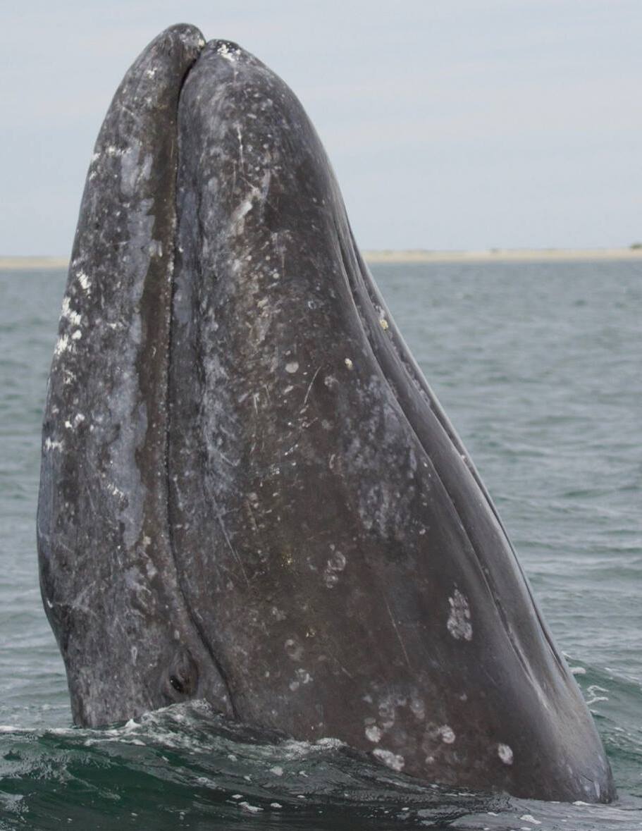 A gray whale raising its mottled head above the surface in a spyhop