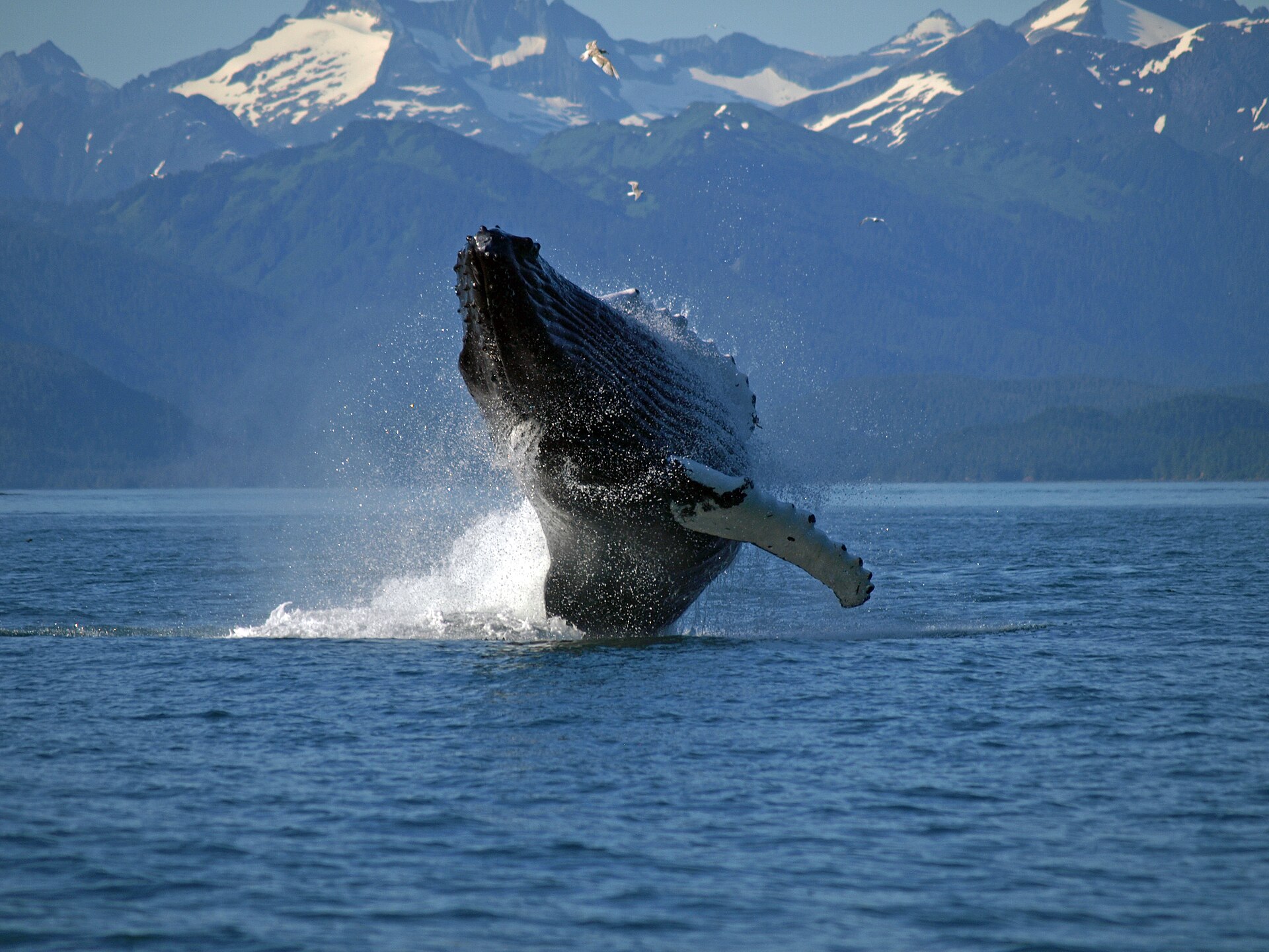 A humpback whale breaching clear of the water with its long white pectoral fin extended, snow-covered mountains behind