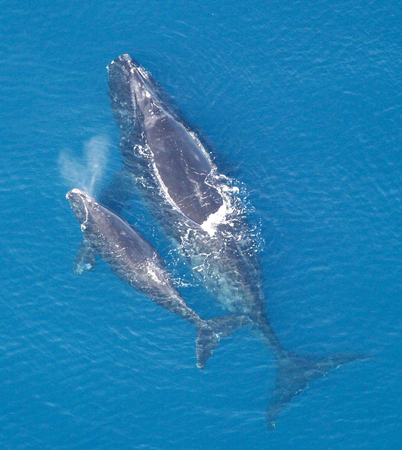 A North Atlantic right whale swimming at the surface beside a much smaller calf