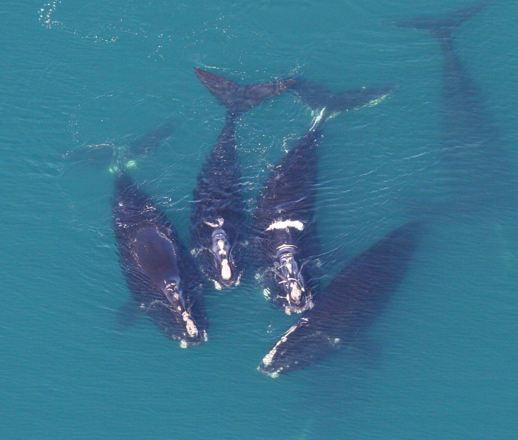 Aerial view straight down onto four North Atlantic right whales swimming in clear green water, their pale head callosities and broad flukes clearly visible