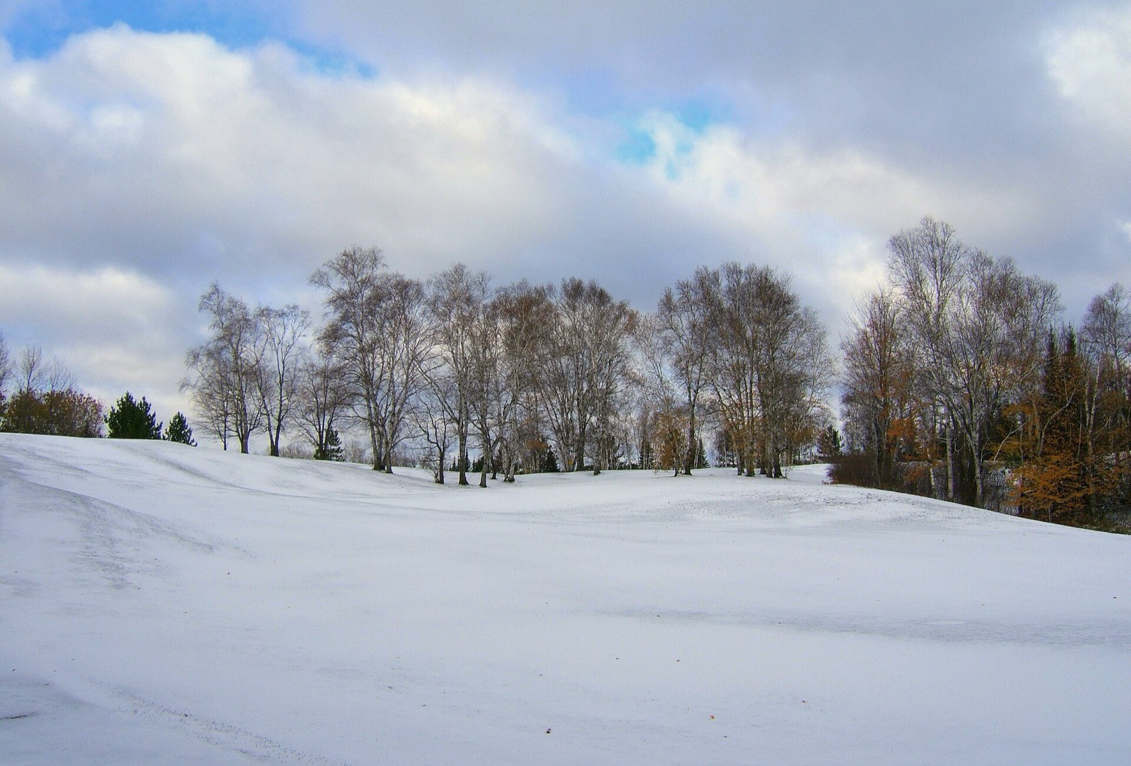 A rolling hillside under a fresh blanket of snow with a stand of bare birch trees along the ridge in Minnesota