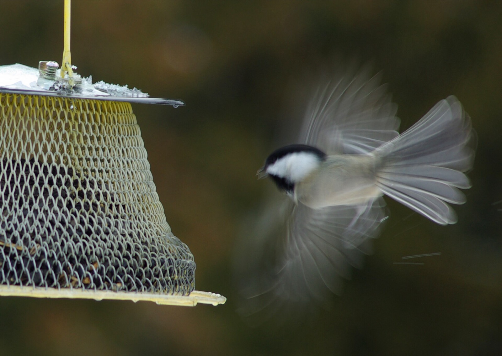 A black-capped chickadee hovering on blurred wings beside a tube feeder, black cap and bib, white cheeks and buff flanks