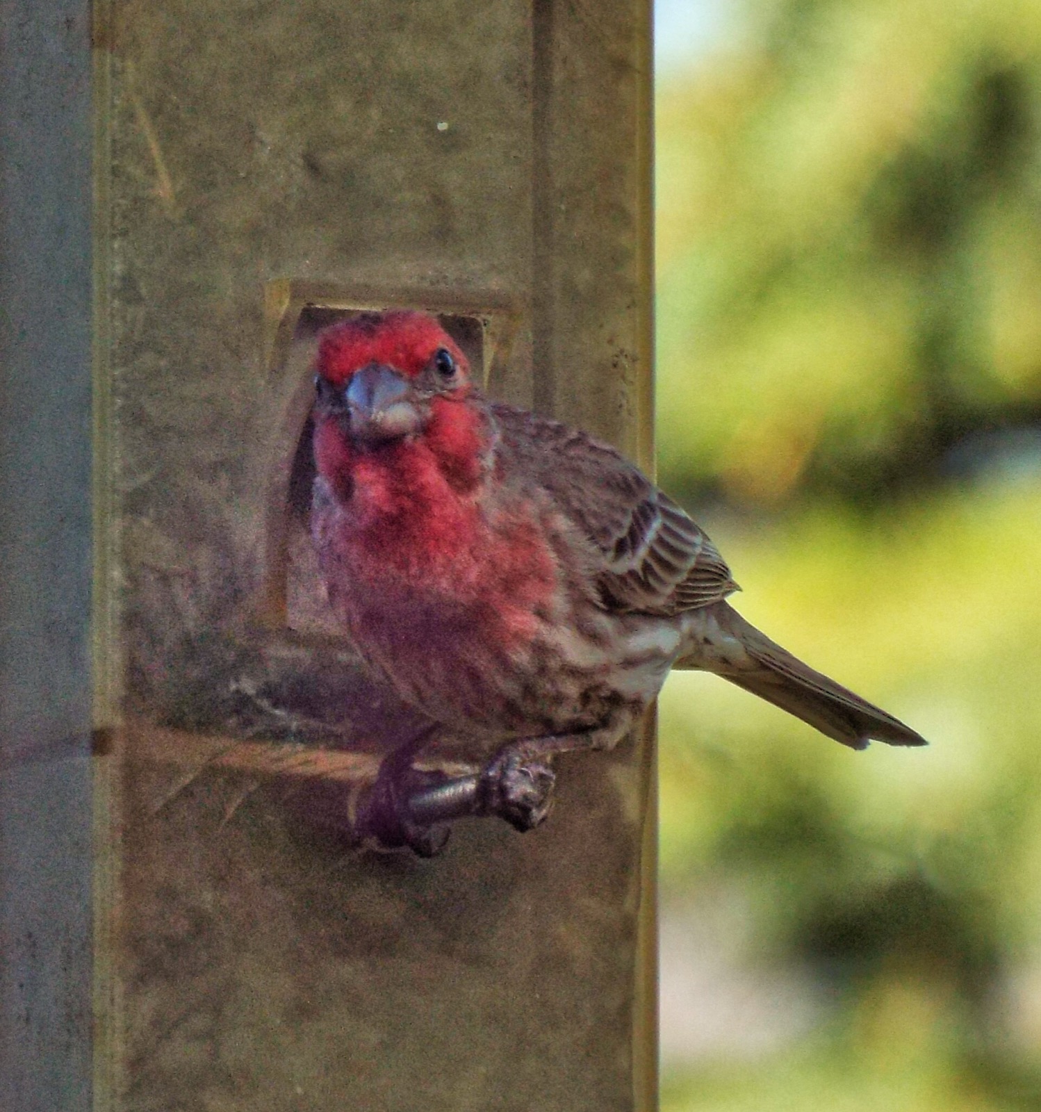 A male house finch with a red head and breast and brown streaked flanks perched at the port of a tube feeder, looking straight at the camera
