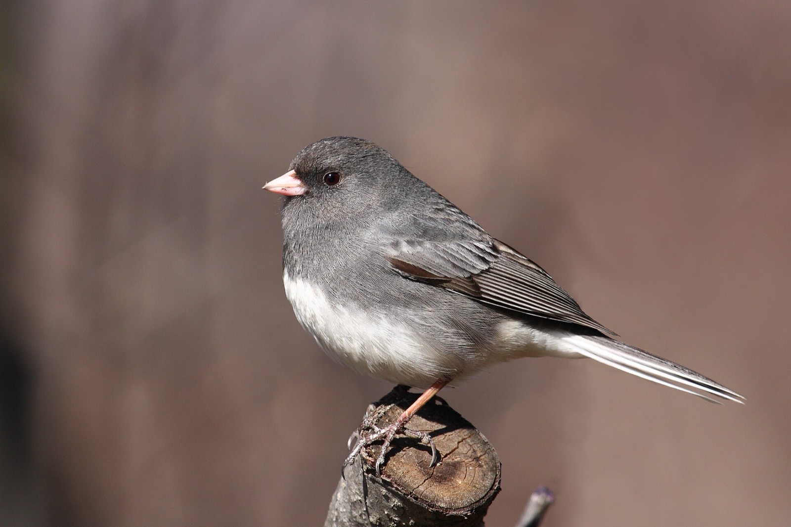 A slate grey dark-eyed junco with a white belly and a pale pink bill perched on a cut branch stub against a soft brown background