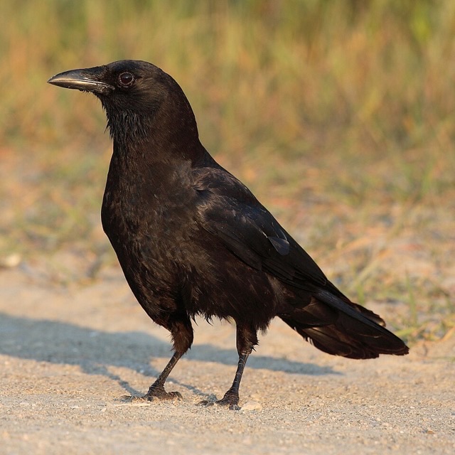Photograph of an American Crow (Corvus brachyrhynchos), the lead image of the species on Wikipedia