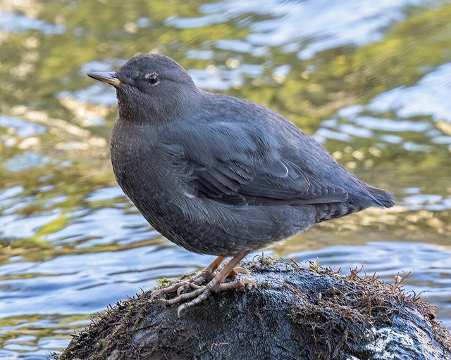 Photograph of an American Dipper (Cinclus mexicanus), the lead image of the species on Wikipedia