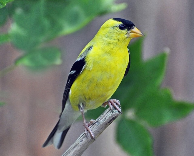 Photograph of an American Goldfinch (Spinus tristis), the lead image of the species on Wikipedia