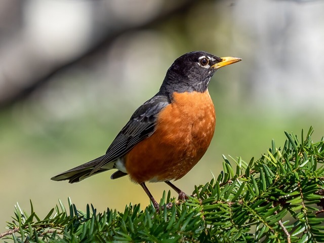 Photograph of an American Robin (Turdus migratorius), the lead image of the species on Wikipedia