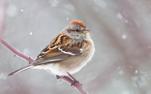 Photograph of an American Tree Sparrow (Spizelloides arborea), the lead image of the species on Wikipedia