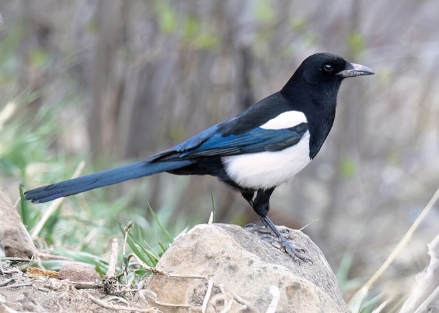 Photograph of a Black-billed Magpie (Pica hudsonia), the lead image of the species on Wikipedia