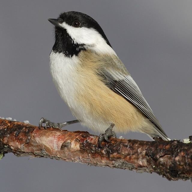 Photograph of a Black-capped Chickadee (Poecile atricapillus), the lead image of the species on Wikipedia