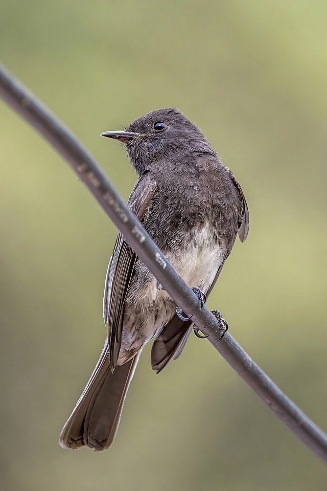 Photograph of a Black Phoebe (Sayornis nigricans), the lead image of the species on Wikipedia