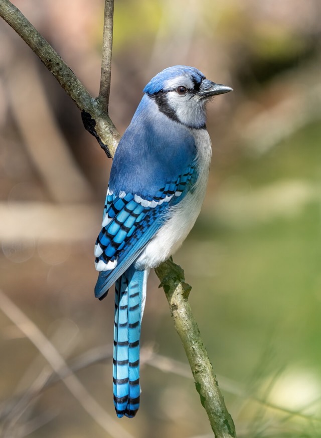 Photograph of a Blue Jay (Cyanocitta cristata), the lead image of the species on Wikipedia