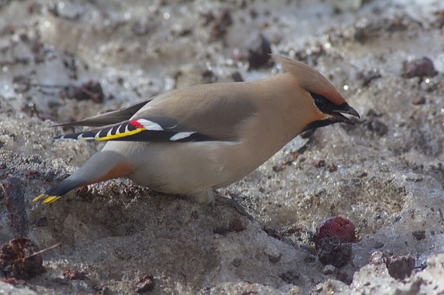 Photograph of a Bohemian Waxwing (Bombycilla garrulus), the lead image of the species on Wikipedia