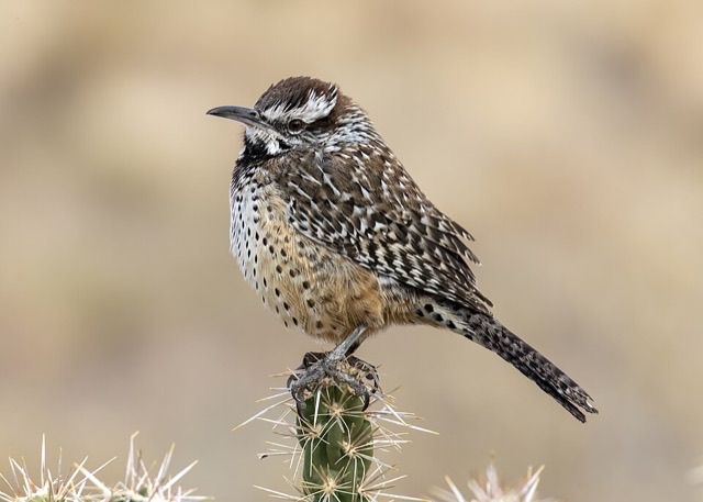 Photograph of a Cactus Wren (Campylorhynchus brunneicapillus), the lead image of the species on Wikipedia
