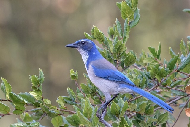 Photograph of a California Scrub-Jay (Aphelocoma californica), the lead image of the species on Wikipedia