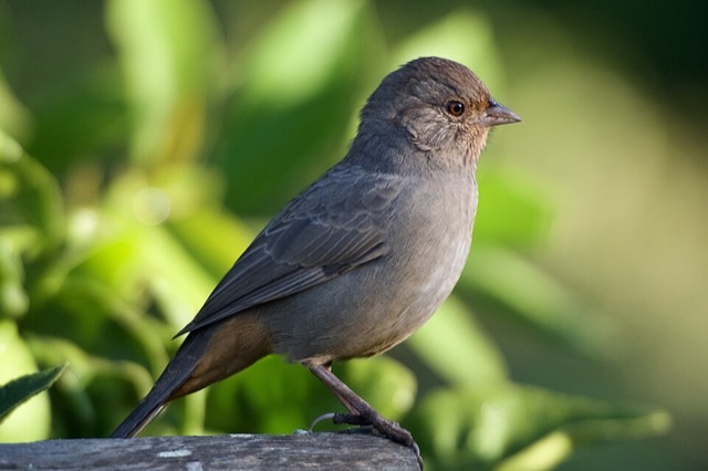Photograph of a California Towhee (Melozone crissalis), the lead image of the species on Wikipedia