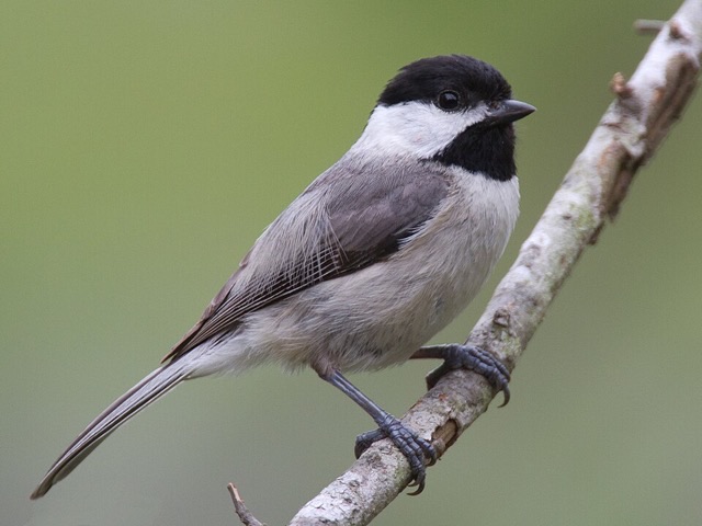 Photograph of a Carolina Chickadee (Poecile carolinensis), the lead image of the species on Wikipedia